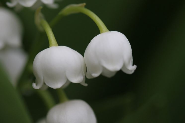 Infiorescenze pianta convallaria