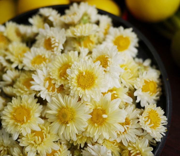 Chrysanthemum indicum