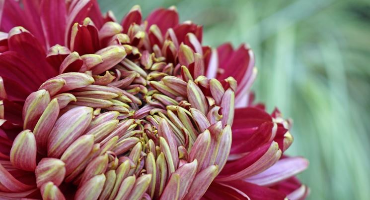 Chrysanthemum morifolium