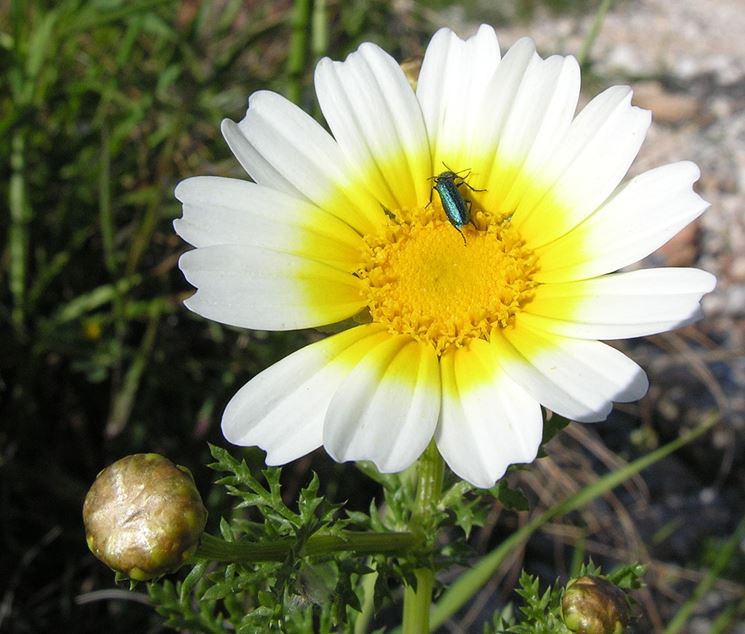 Chrysanthemum coronarium