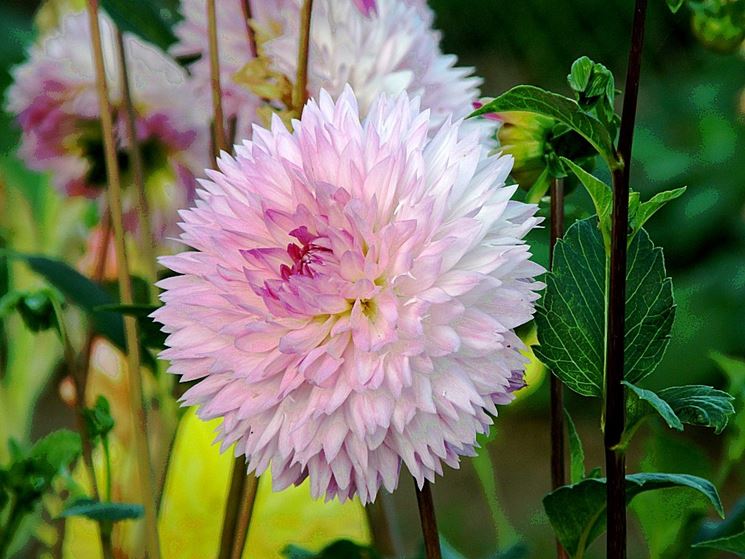 Fiore Dahlia