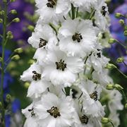 delphinium