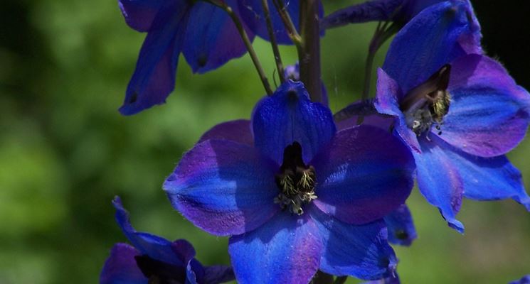 delphinium