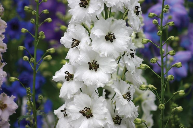 delphinium