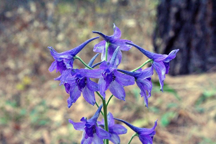 delphinium boccioli