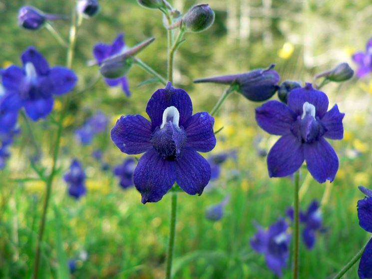 delphinium rosa