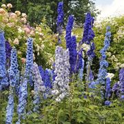 Delphinium fiori