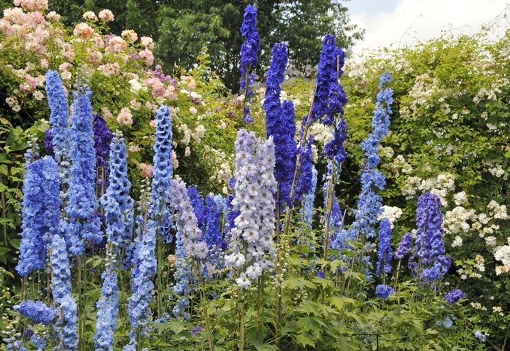 Delphinium fiori