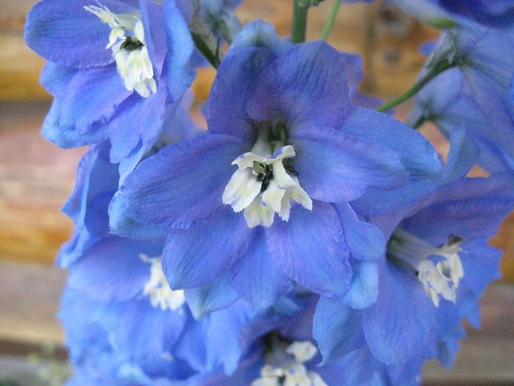 Fiore pianta Delphinium