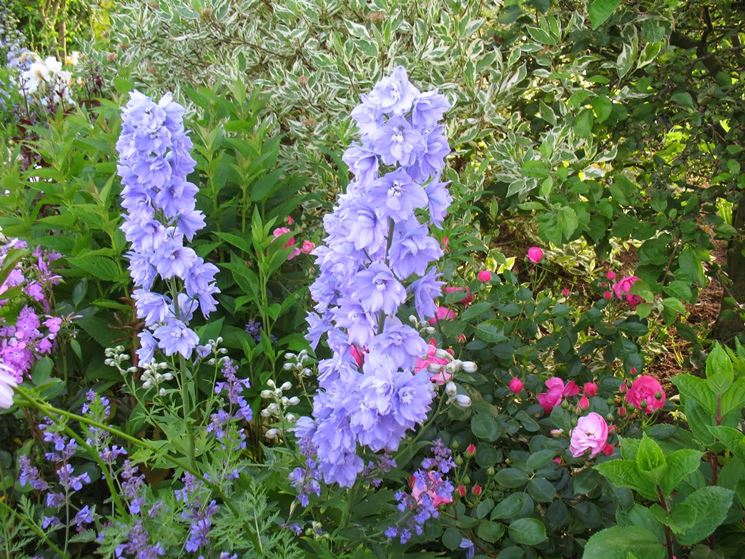 Delphinium foglie