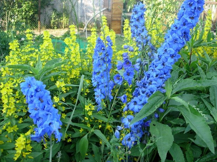 Pianta Delphinium blu