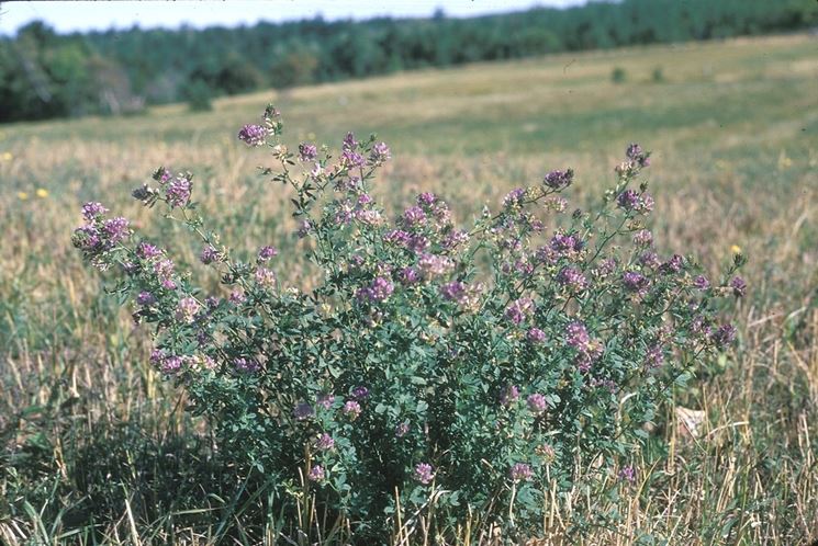 Erba medica spontanea