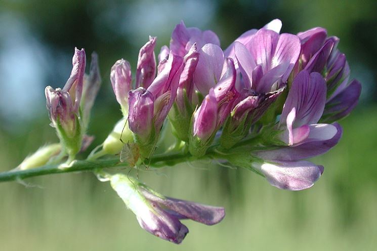 Fiori erba spontanea