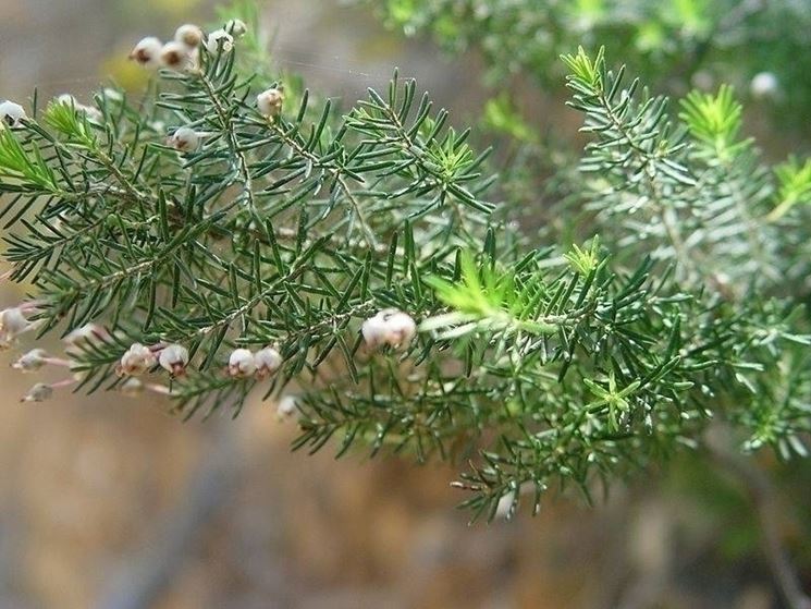 Un esempio di erica arborea