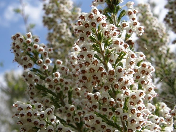 Fiori di erica arborea