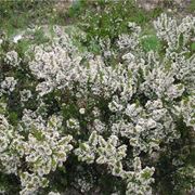 erica arborea