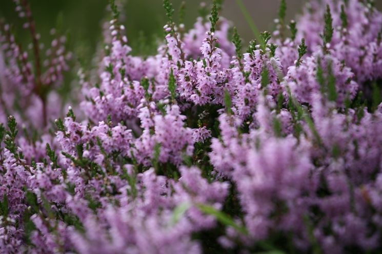 Erica da giardino