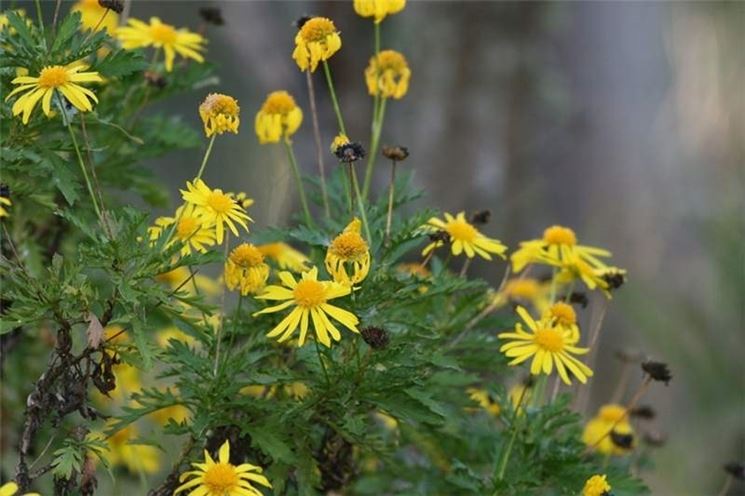 Euriops chrysanthemoides