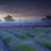 un giardino perenne di lavanda