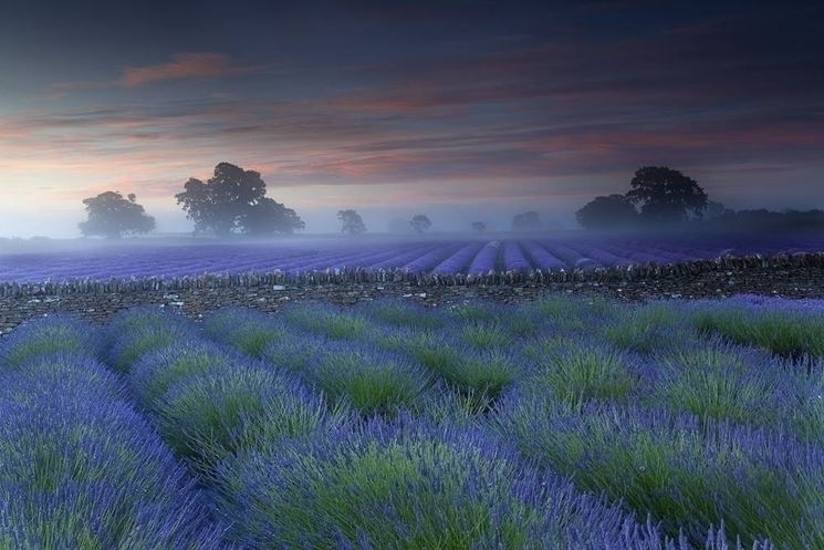 un giardino perenne di lavanda