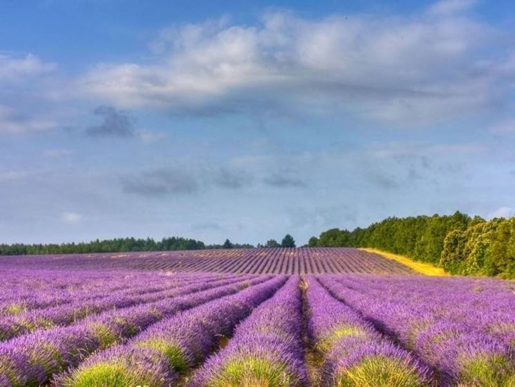 cespugli di lavanda al sole