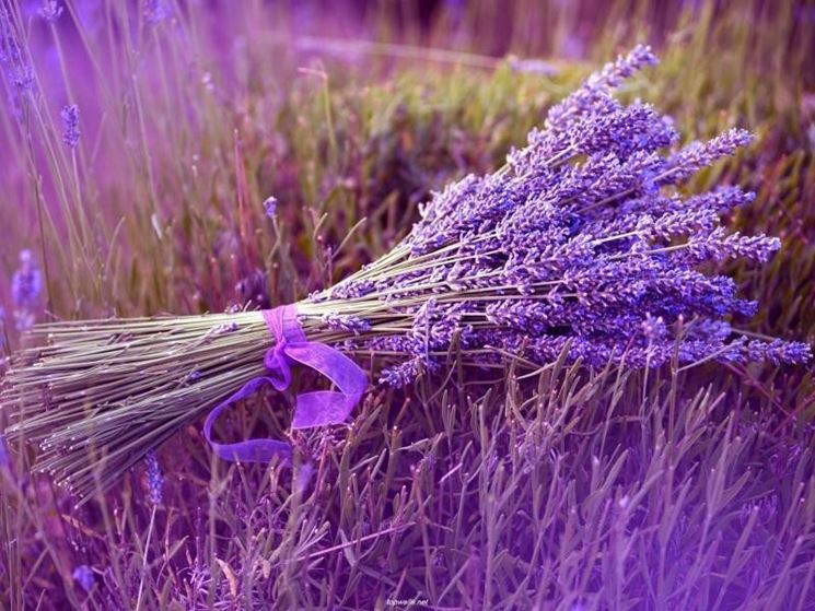 Bouquet di lavanda