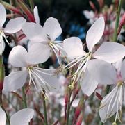 Fiori gaura