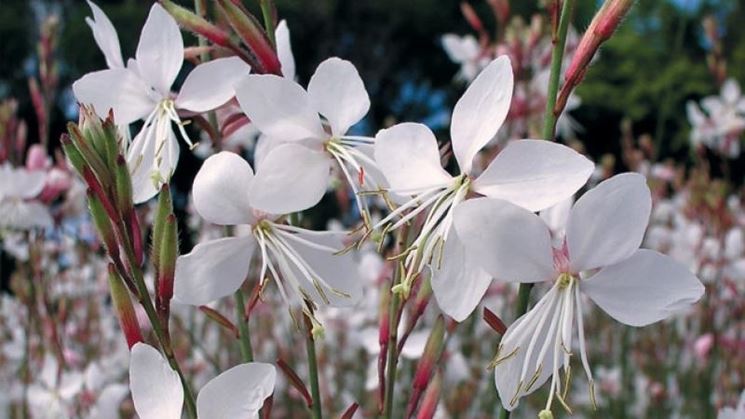 Fiori gaura