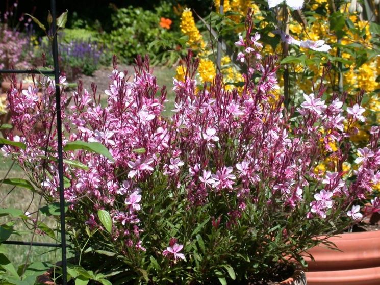 Gaura fiori rosa