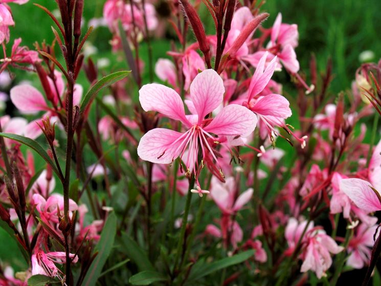 Gaura fioritura piante