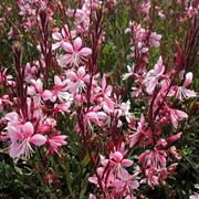 gaura lindheimeri