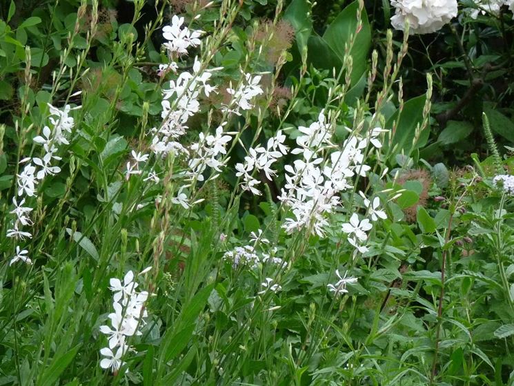 Gaura