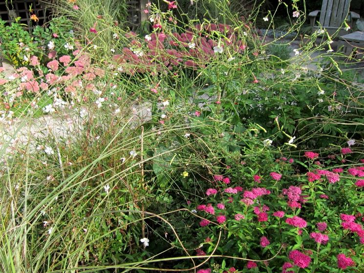 Gaura giardino