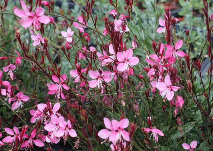 Germogli gaura