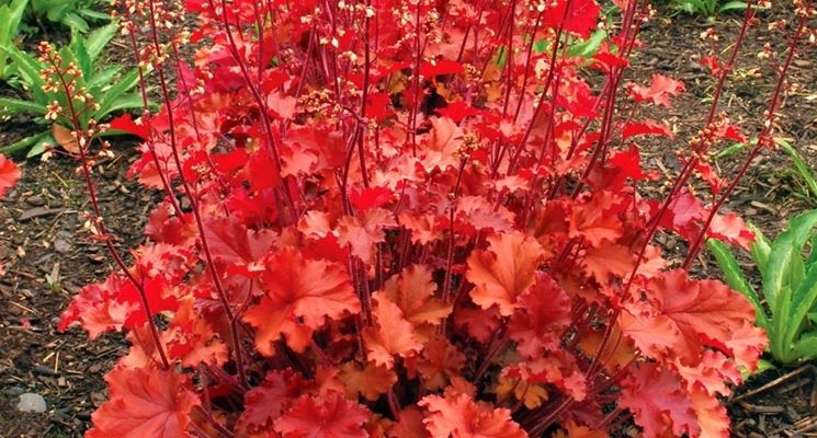 Heuchera