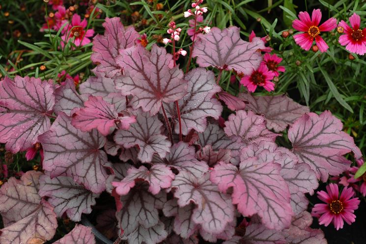 Heuchera