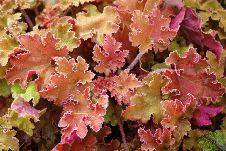 Heuchera