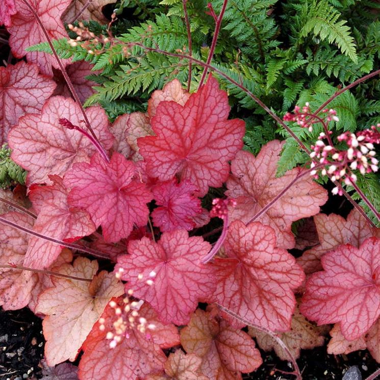 Heuchera