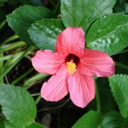 Fiore hibiscus palustris