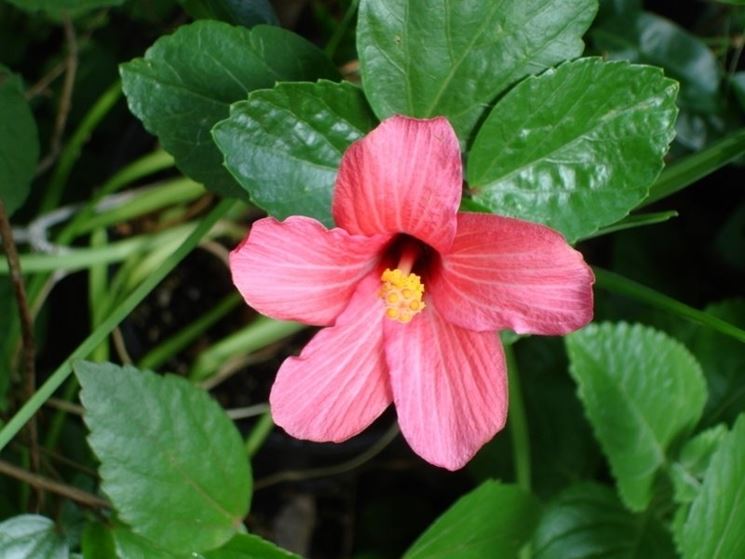 Fiore hibiscus palustris