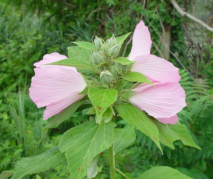 Fiore ibisco palustre