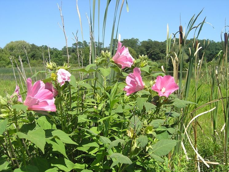 Hibiscus Palustris spontaneo