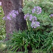 Piante fiore agapanto