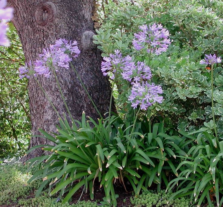 Piante fiore agapanto