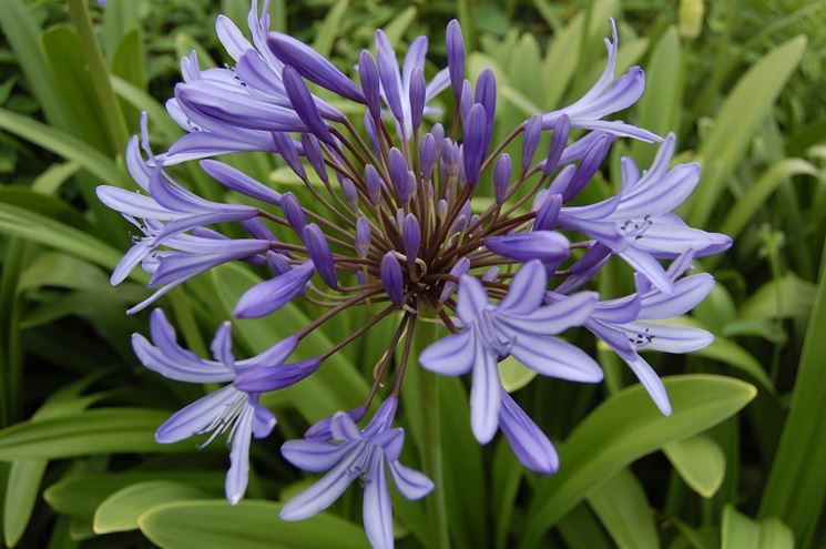 Fiori azzurri agapanto