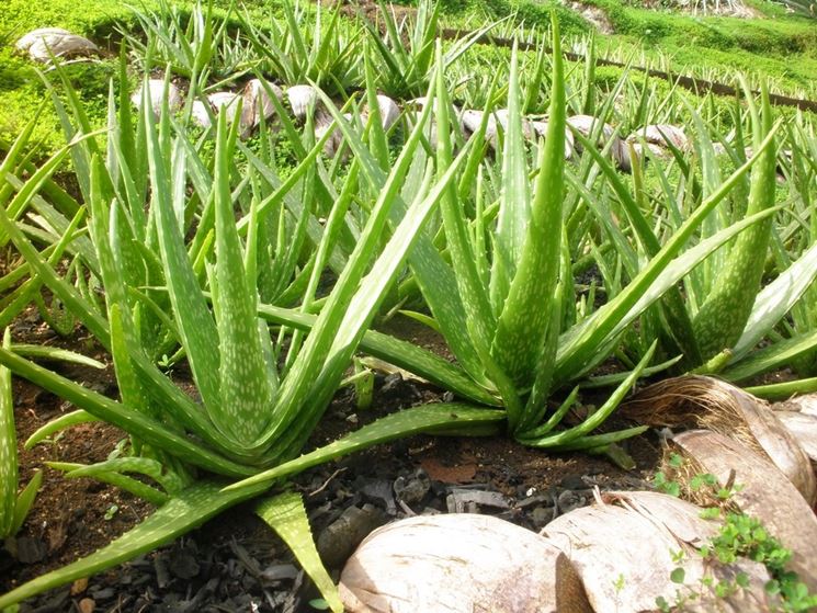 aloe vera coltivazione