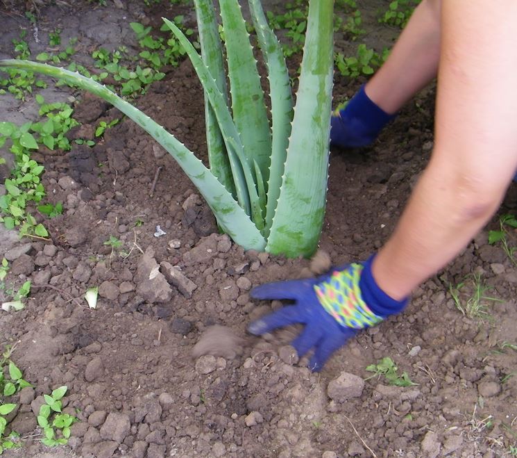 aloe vera