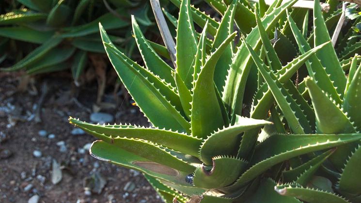 aloe vera foglie