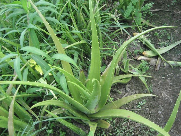 aloe vera