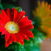 gerbera fiori